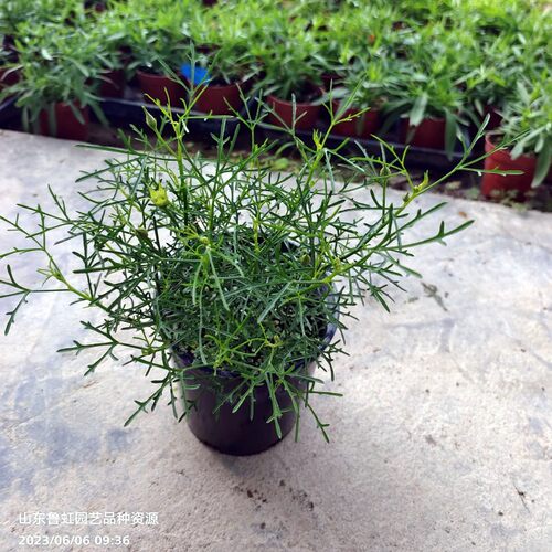 高沙芙蓉葵  澳洲纸质芙蓉  高雅清新  耐热耐寒灌木【鲁虹花卉】 - 图3