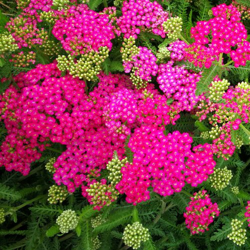 西洋蓍草盛芳 珍珠蓍白乒乓盆栽种苗 多年生耐寒耐热【鲁红园艺】 - 图1