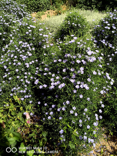 蓝亚麻蓝礼服 多年生耐寒宿根花卉  一年多次开花【鲁虹花卉】 - 图2