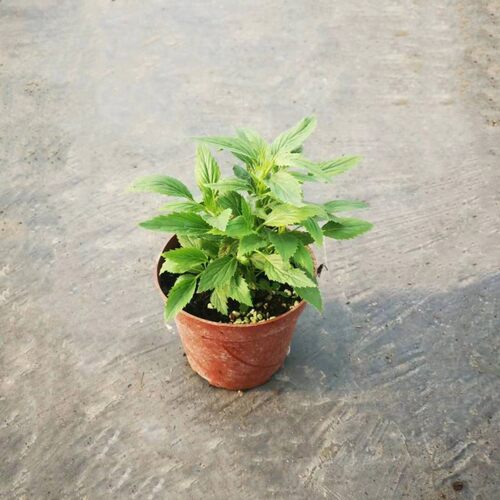 夕雾草盆苗  花香淡雅别致  多年生耐寒宿根花卉【鲁虹花卉】 - 图3