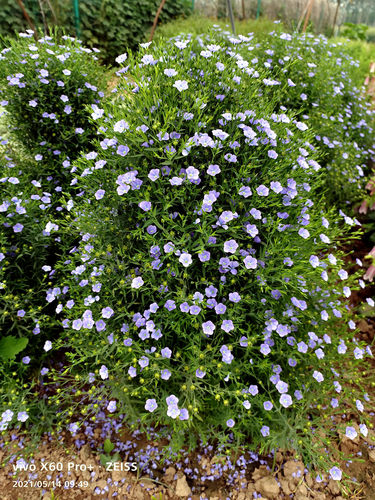 蓝亚麻蓝礼服 多年生耐寒宿根花卉  一年多次开花【鲁虹花卉】 - 图1