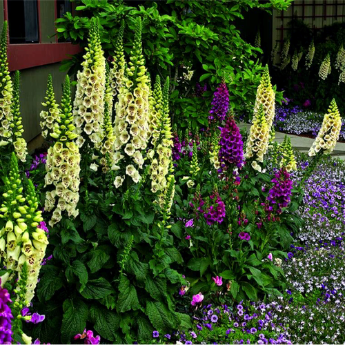 毛地黄花苗  斑点狗   宫殿   多蒂系列各色  多年生【鲁虹花卉】 - 图1