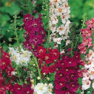 毛蕊花盆苗  耐寒宿根花卉  园林庭院景观切花【鲁虹花卉】 - 图1