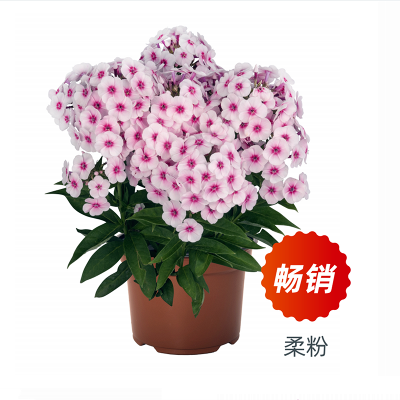 大花宿根福禄考花苗  进口各色  多年生耐寒宿根花卉【鲁虹花卉】 - 图1