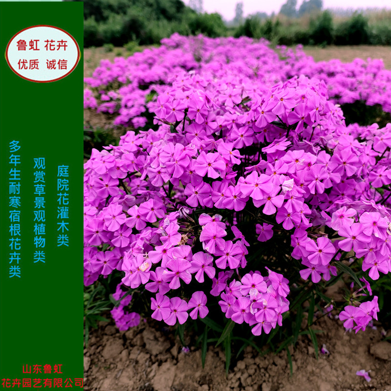 大花宿根福禄考花苗进口各色多年生耐寒宿根花卉【鲁虹花卉】-图0