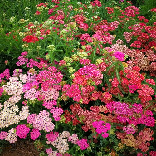 西洋蓍草盛芳 珍珠蓍白乒乓盆栽种苗 多年生耐寒耐热【鲁红园艺】 - 图0