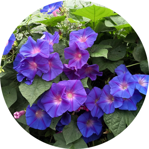 多年生变色龙牵牛花    五爪金龙淡紫牵牛花  花苗  【鲁虹花卉】 - 图3