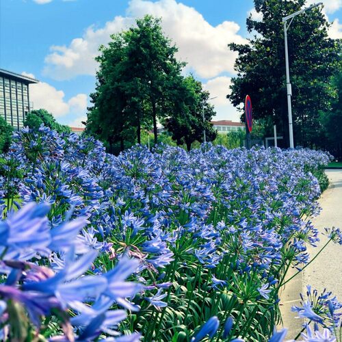 百子莲   矮生“秋空