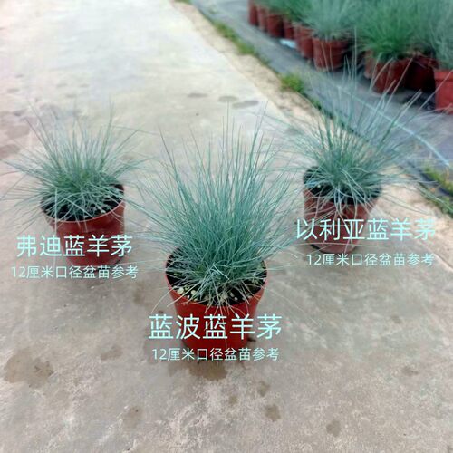 蓝羊茅 以利亚  蓝波  弗迪盆苗  多年生耐寒观赏草【鲁红园艺】 - 图3