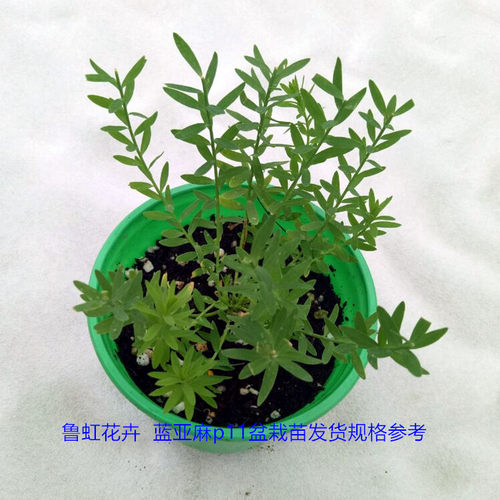蓝亚麻蓝礼服 多年生耐寒宿根花卉  一年多次开花【鲁虹花卉】 - 图3