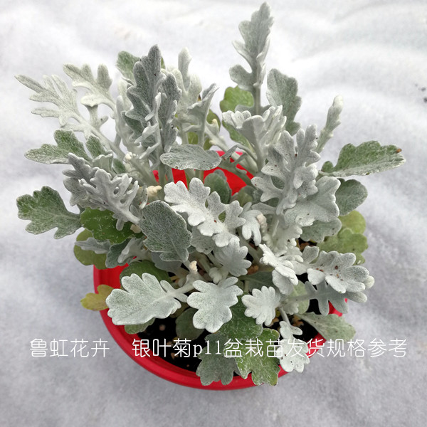 银叶菊  芙蓉菊盆苗  四季观叶观花  多年生耐寒植物【鲁红园艺】 - 图2