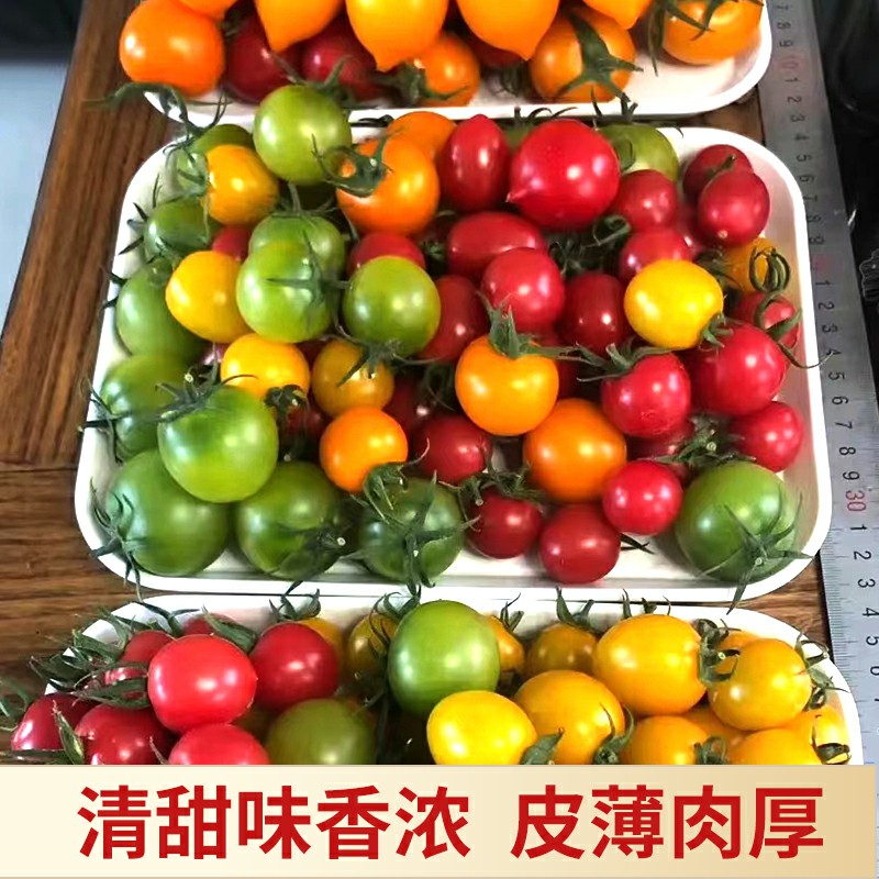 新鲜圣女果小西红柿小番茄自家种植有机肥种植精选果生吃美味蔬果-图2