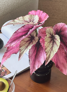 仿真叶子桌面插花绿色植物秋海棠简约家居室内装饰婚庆植物墙造景