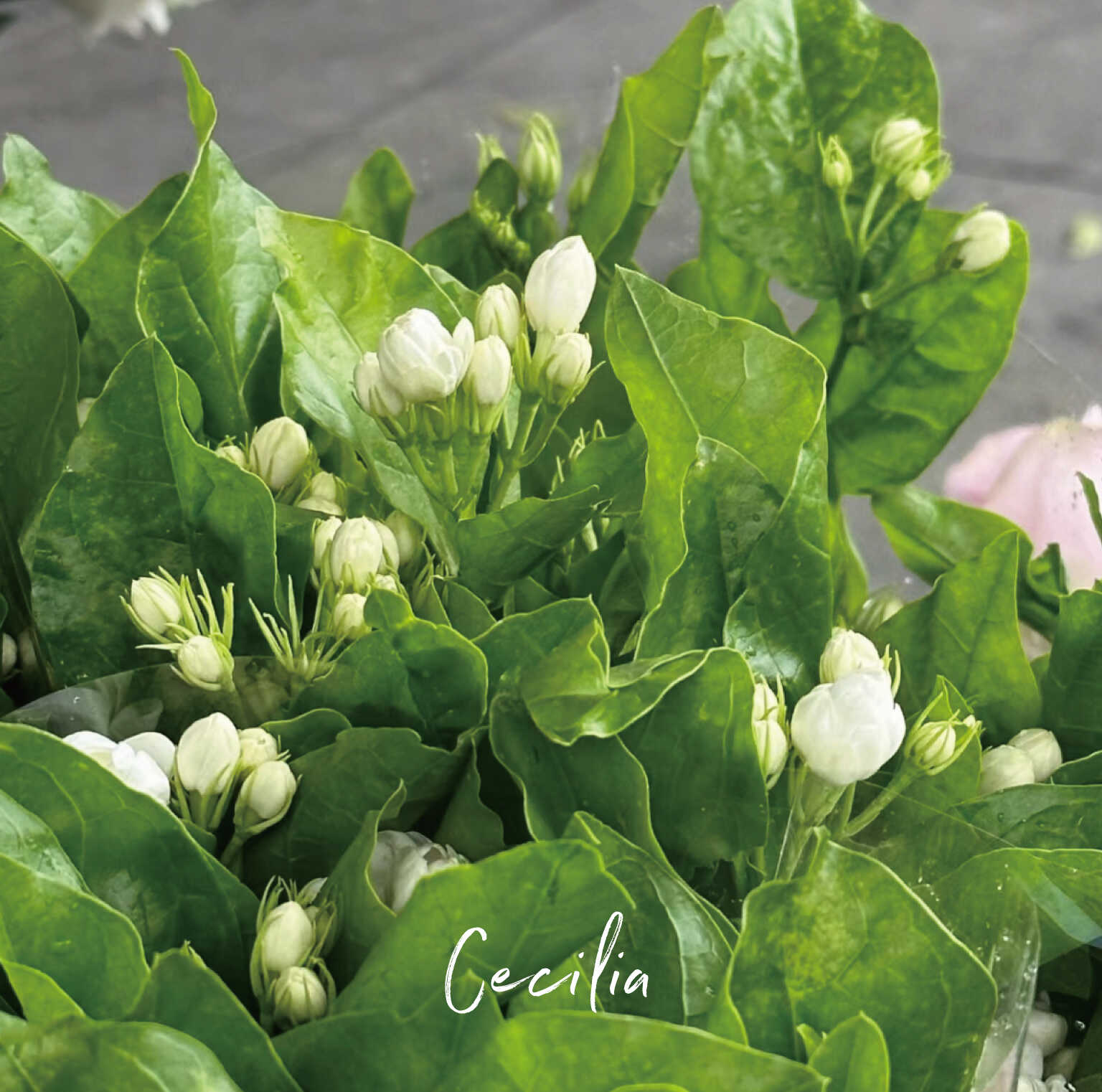 Cecilia夏日精品茉莉鲜花居家办公室水养香味花束云南基地直发-图2