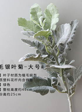 银叶菊绿色摆放摄影道具仿真绢花