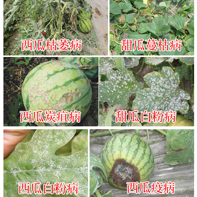 瓜病特效素杀菌剂甜瓜西瓜防治药蔓枯病炭疽病白粉枯萎黄萎病正品-图1
