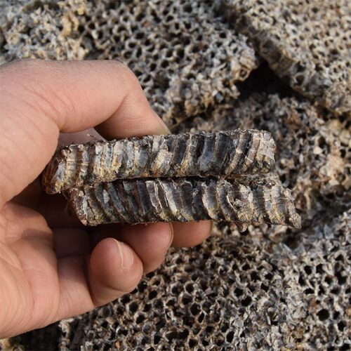 蜂房中药材 软蜂房 整个 选货正品50克包邮马蜂窝 软蜂巢 野蜂窝 - 图2