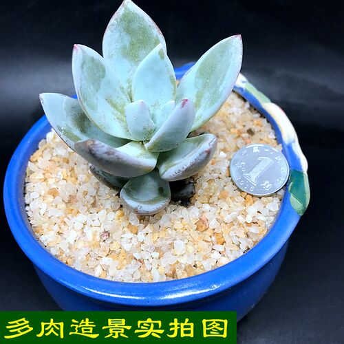 天然河沙水晶砂乌龟冬眠用细沙黑金沙鱼缸造景原生底砂 多肉铺面 - 图2