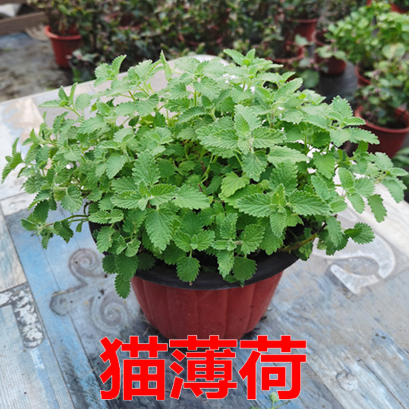 迷迭香植物盆栽绿植可食用香草欧芹西餐紫苏牛至罗勒香薄荷百里香 - 图1