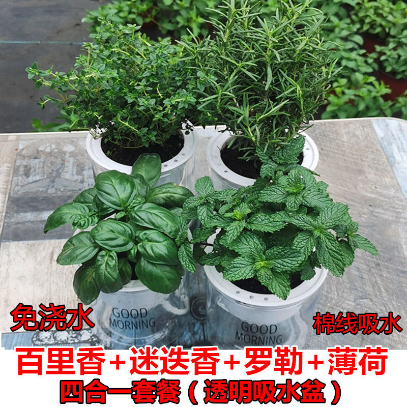 迷迭香植物盆栽绿植可食用香草欧芹西餐紫苏牛至罗勒香薄荷百里香 - 图2