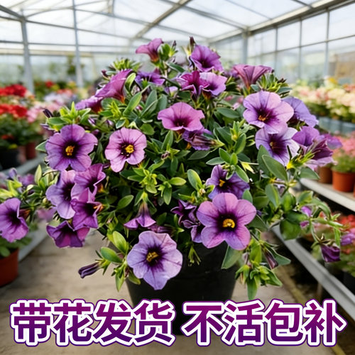 矮牵牛盆栽带花百万小玲喇叭垂吊舞春花阳台花卉四季花室外盆栽 - 图1