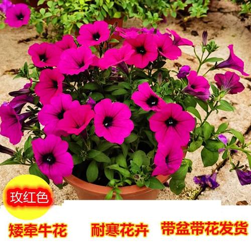 矮牵牛盆栽带花百万小玲喇叭垂吊舞春花阳台花卉四季花室外盆栽 - 图0