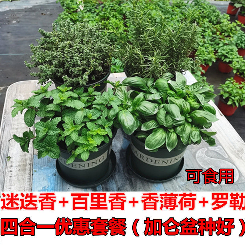 迷迭香植物盆栽绿植可食用香草欧芹西餐紫苏牛至罗勒香薄荷百里香 - 图3