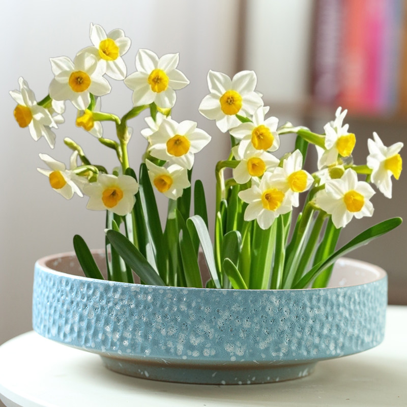 大口径水仙花盆陶瓷大号家用无孔铜钱草专用水培一叶莲碗莲带底座,淘宝优惠券,粉丝福利购,淘宝优惠卷