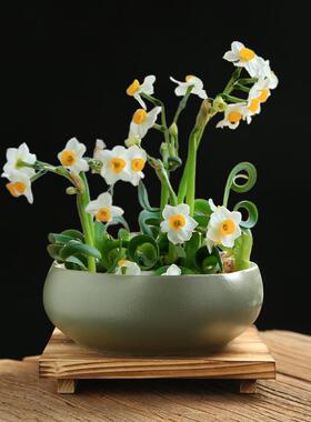 水仙花专用水培花盆客厅盆栽家用陶瓷大口径水养桌面植物摆件含托