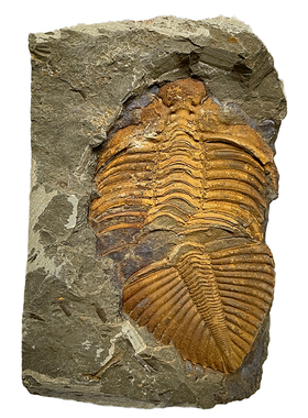 天然古生物王冠三叶虫化石标本