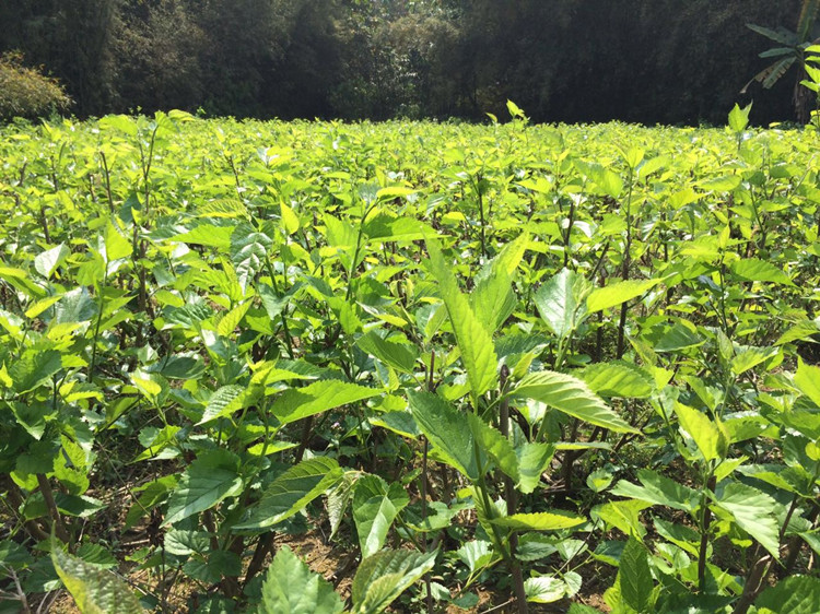 陕西西安新鲜桑叶蚕宝宝食物嫩桑叶活蚕爱吃蚕叶当天发货活蚕树苗 - 图3