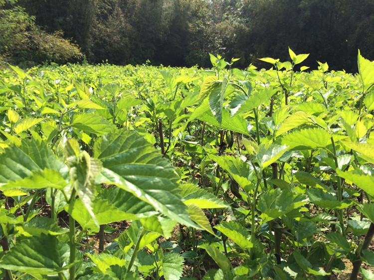 陕西西安新鲜桑叶蚕宝宝食物嫩桑叶活蚕爱吃蚕叶当天发货活蚕树苗 - 图2