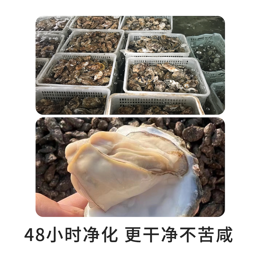 无双不二半岛小肥蚝生蚝乳山正宗鲜活牡蛎海蛎子特大蚝肉海鲜水产,淘宝优惠券,粉丝福利购,淘宝优惠卷