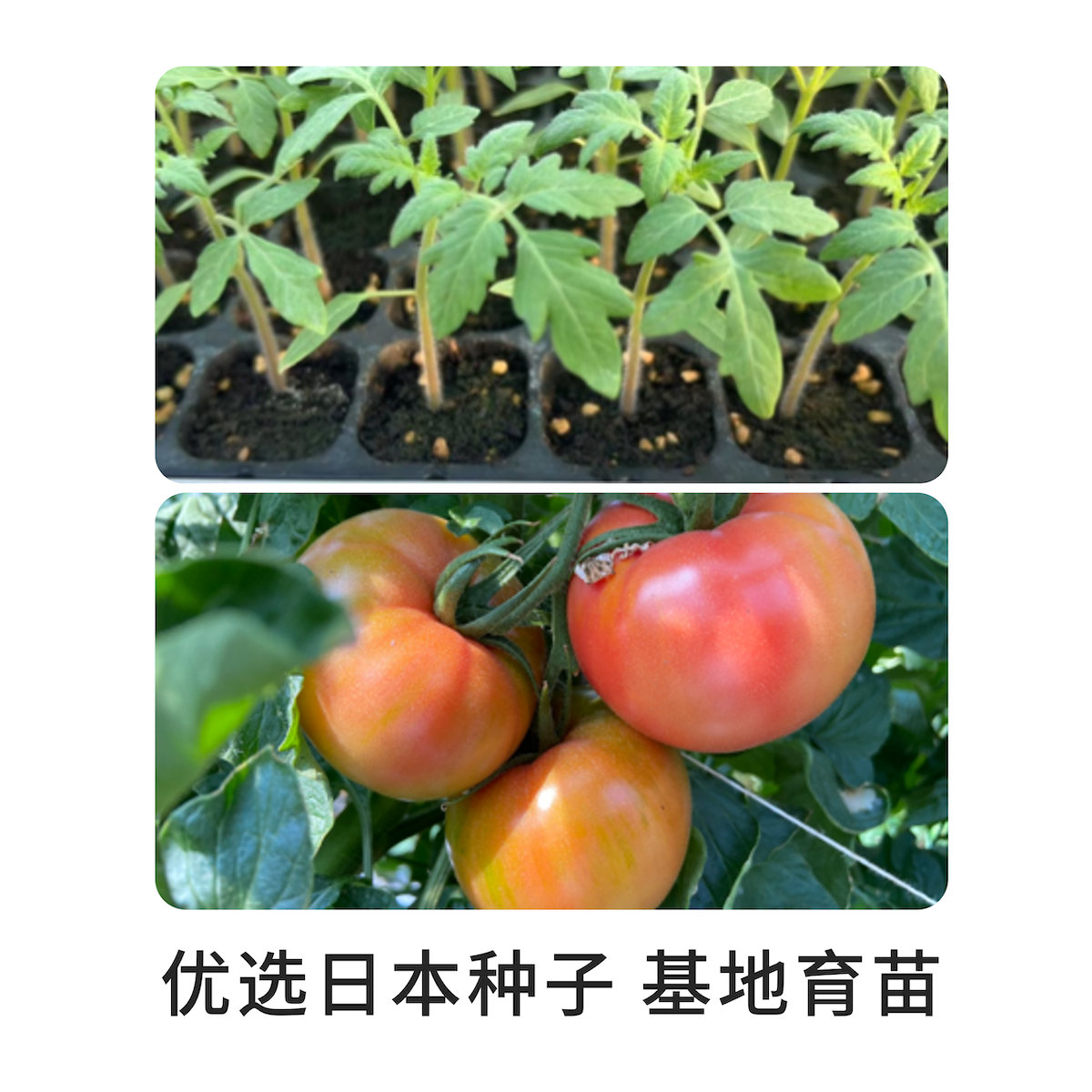 一周排！无双不二日本秀福番茄自然熟西红柿子菜番茄沙瓤新鲜番茄,淘宝优惠券,粉丝福利购,淘宝优惠卷