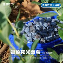 One week row without double No 2 Plateau sunshine blueberry L25 Yunnan blueberry Chengjiang now off fresh fruit Shunfeng