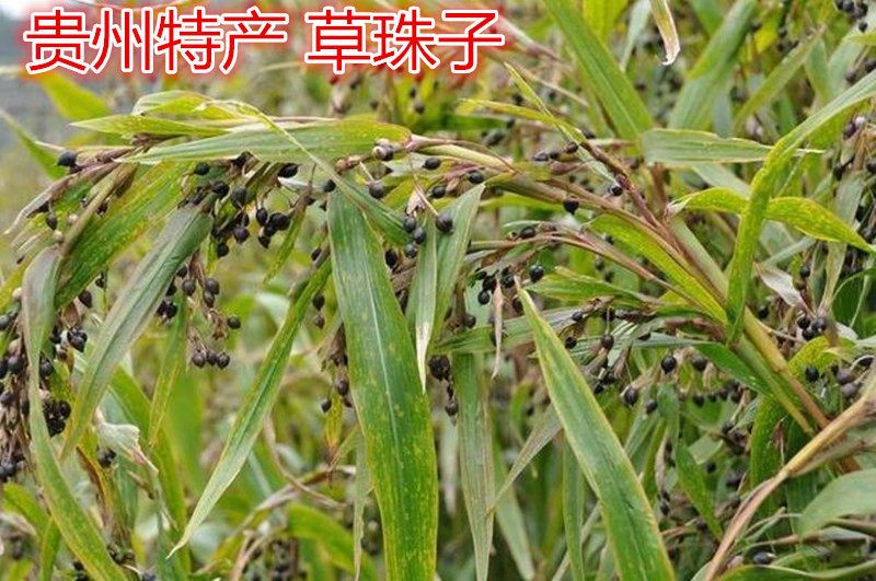 薏米仁中药材薏米薏苡仁 500克生晒纯无硫草珠子仁贵州小薏米_虎窝淘