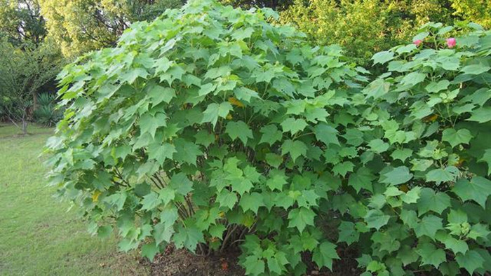 芙蓉叶粉中药材地芙蓉叶粉山芙榕叶木芙蓉叶500克另售芙蓉花磨粉-图0