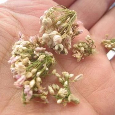 【2026新货】头茬野生山葱花摘麻麻花扎泽蒙花精品瓶装炝锅调料 - 图1