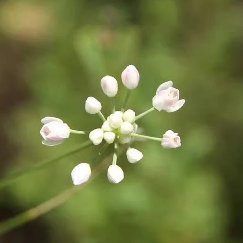 【2026新货】头茬野生山葱花摘麻麻花扎泽蒙花精品瓶装炝锅调料 - 图2
