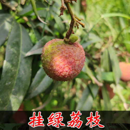 增城挂绿荔枝苗名贵品种果树荔枝王盆栽嫁接高压原土带叶包邮 - 图2