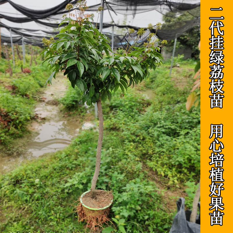 增城挂绿荔枝苗名贵品种果树荔枝王盆栽嫁接高压原土带叶包邮 - 图0