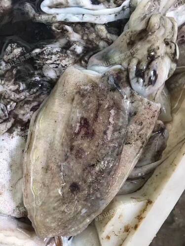 菜菜海鲜 海捕冷冻墨鱼 每个0.8-3斤不等 单价为每斤 - 图0