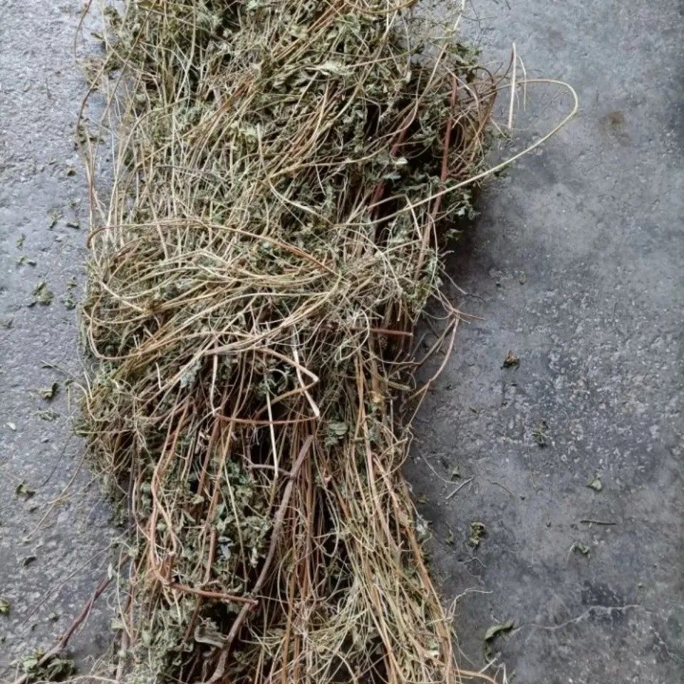 天然倒铃草倒地铃灯笼草大鬼灯笼包袱草假苦瓜风船葛带藤苦楝500g