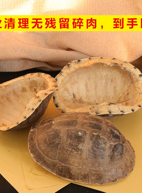 生晒30年特老山地旱地龟壳龟甲中药上甲腹甲煮汤龟苓膏龟胶药引子
