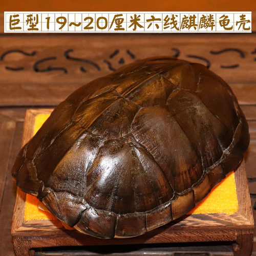 天然真乌龟壳龟甲文玩手把件铜钱六爻64卦算挂卦牌卡摇卦卜测摆件 - 图2