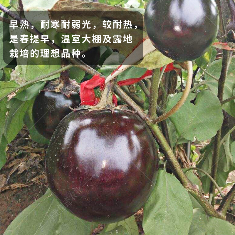 紫长线茄苗子黑宝圆茄苗杭茄大龙长茄种苗四季种植盆栽蔬菜种子 - 图1