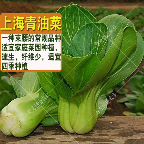 寿光蔬菜种子上海青油菜小白菜紫油菜种籽家庭菜园阳台种蔬菜种孑 - 图0
