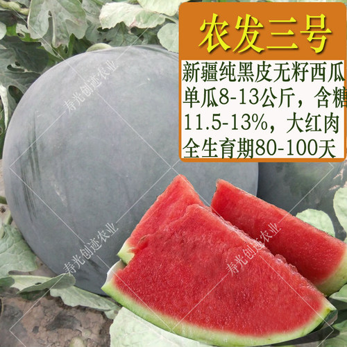 西瓜种子无籽西瓜种籽黑皮黄瓤特大巨型春夏季种植水果种孑早熟 - 图2