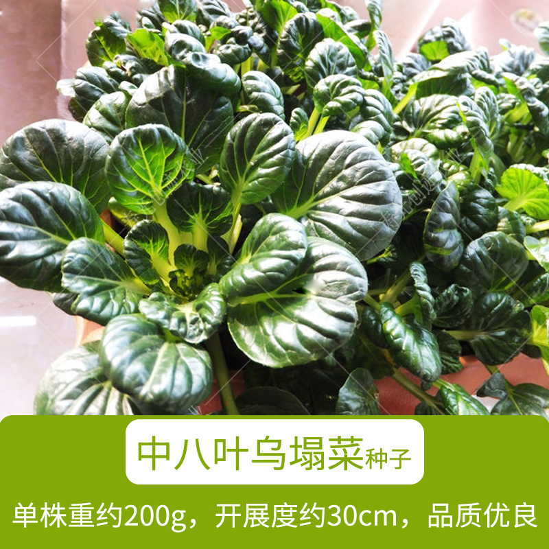 特色黄心菜乌塌菜种子油塌菜秋季四季播易种植蔬菜农家菜园菜种籽-图0