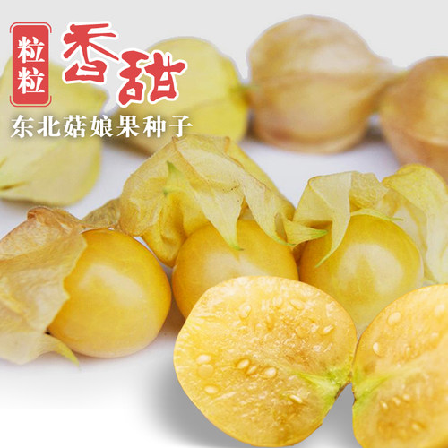 粒粒甜黄姑娘果种子浆果黄菇娘种籽甜度高农家菜园春季种植甜水果 - 图1